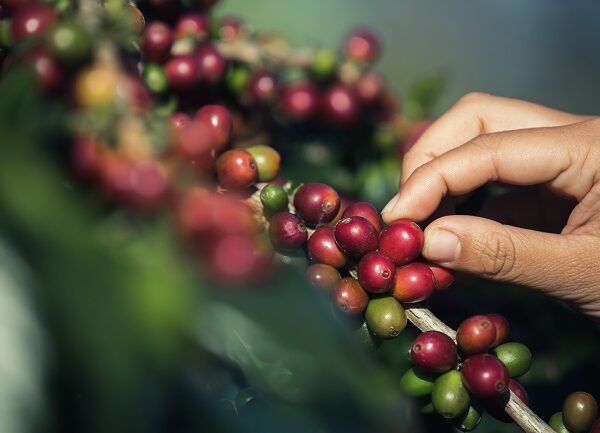 Как се отглежда кафе