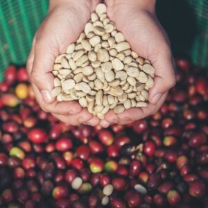 Обработка на кафените семена