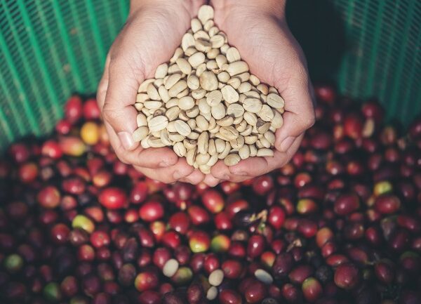 Обработка на кафените семена